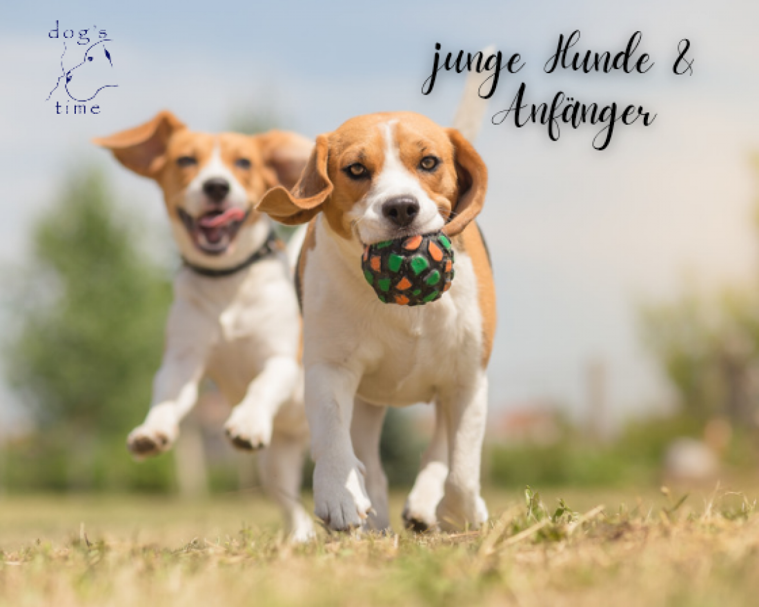 Junge Hunde & Anfänger